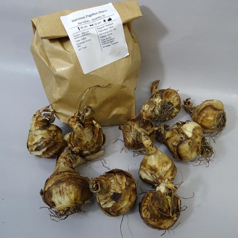 Ejemplo de ejemplar de Narciso Papillon Blanc Bulbo calibre 12 tal y como se entrega