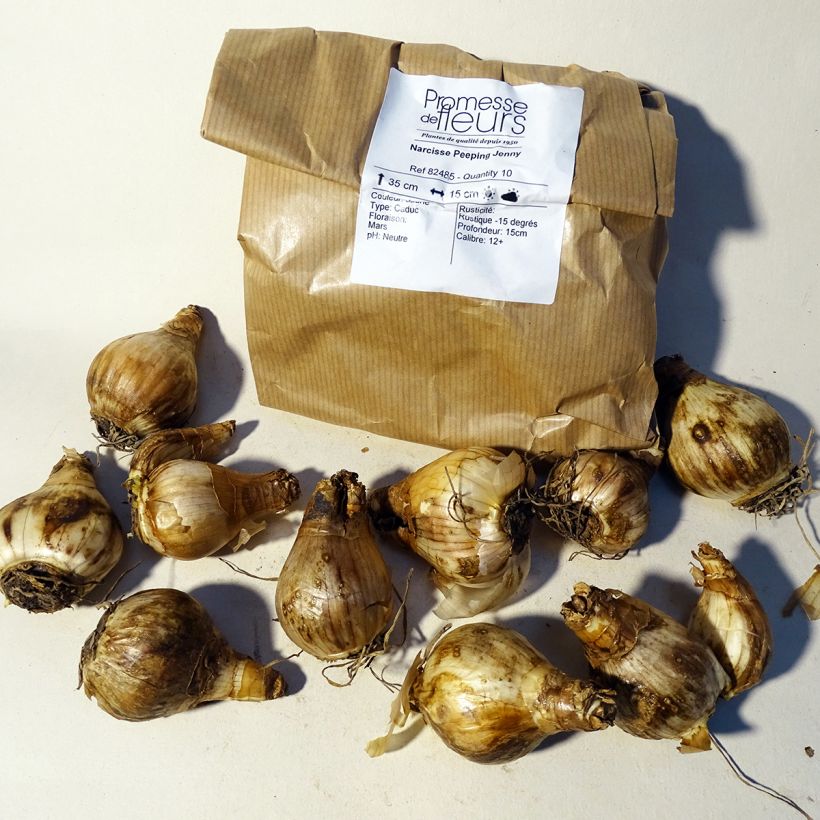 Ejemplo de ejemplar de Narcisus cyclamineus Peeping Jenny Bulbo calibre 12+ tal y como se entrega
