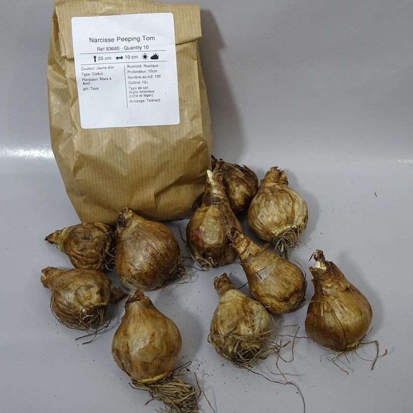 Ejemplo de ejemplar de Narciso cyclamineus Peeping Tom Bulbo calibre 14/16 tal y como se entrega