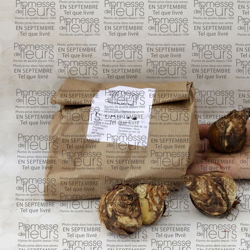 Ejemplo de ejemplar de Narciso Petit Four Bulbo calibre 12+ tal y como se entrega