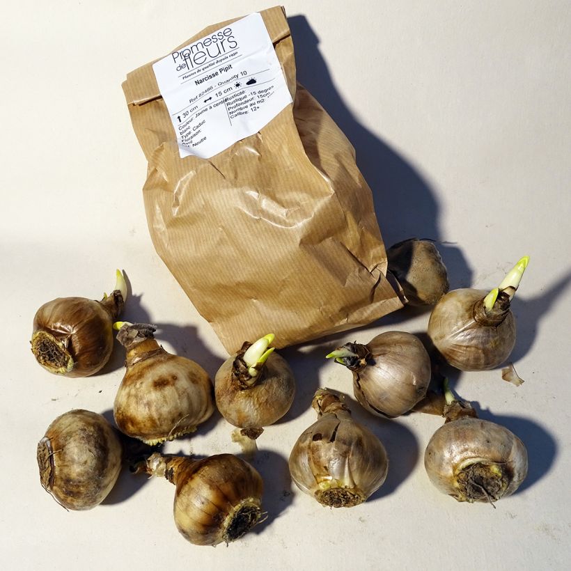 Ejemplo de ejemplar de Narciso jonquilla Pipit Bulbo calibre 12 tal y como se entrega