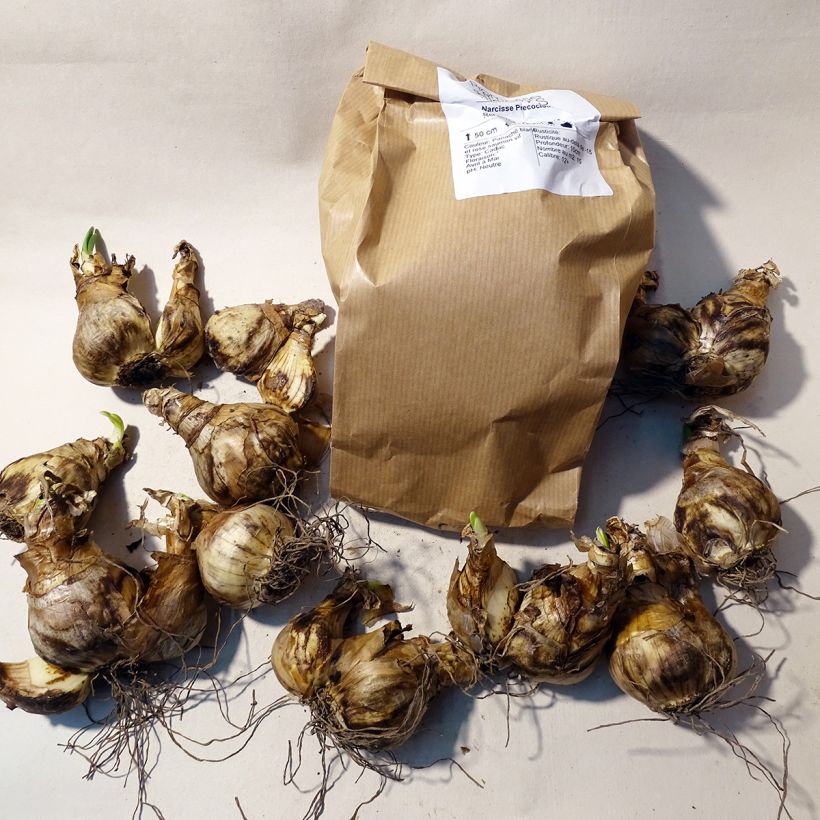 Ejemplo de ejemplar de Narciso Precocious Caja calibre 12 tal y como se entrega