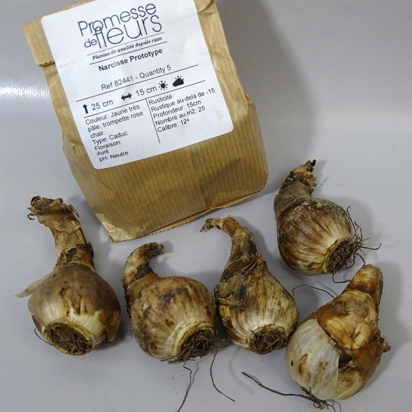 Ejemplo de ejemplar de Narciso cyclamineus Prototype Bulbo calibre 12+ tal y como se entrega