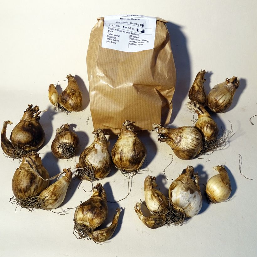 Ejemplo de ejemplar de Narciso cyclamineus Reggae Bulbo calibre 10+ tal y como se entrega