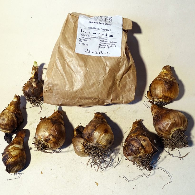 Ejemplo de ejemplar de Narciso Rose of May Bulbo calibre 12+ tal y como se entrega