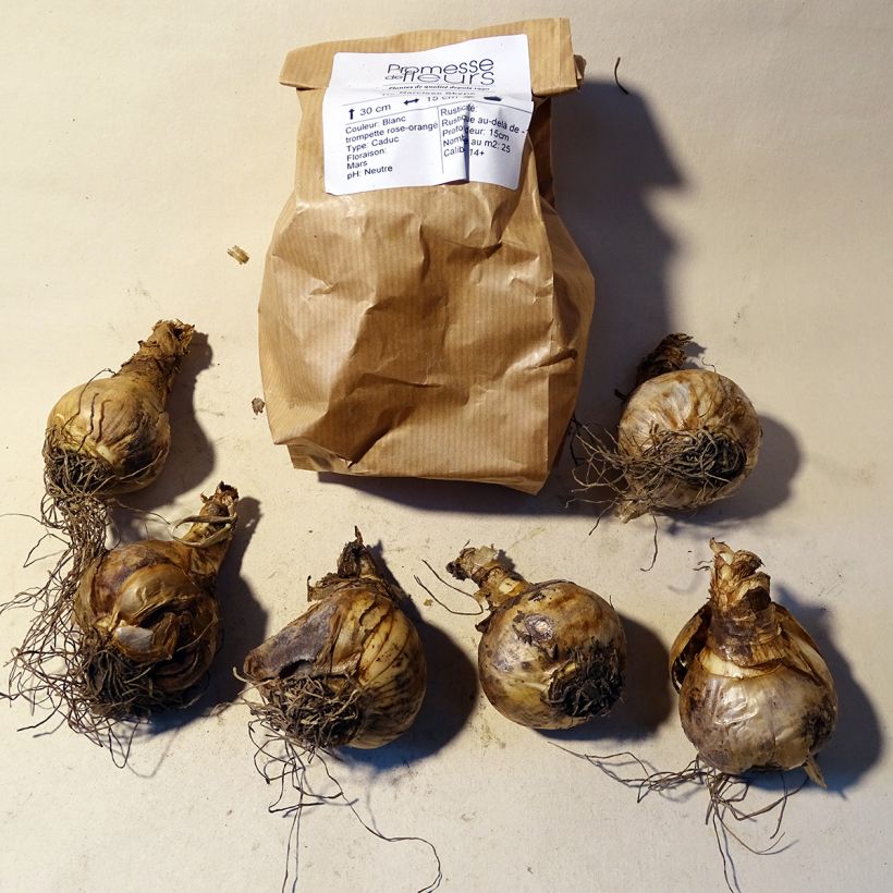 Ejemplo de ejemplar de Narciso cyclamineus Skype Bulbo calibre 14/16 tal y como se entrega