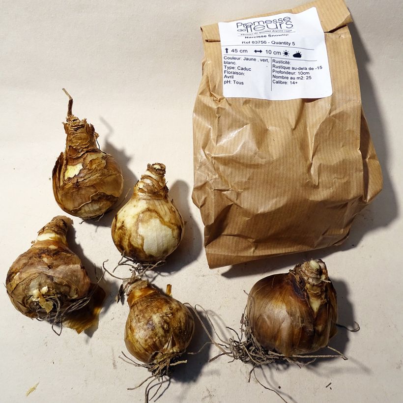 Ejemplo de ejemplar de Narciso Snowtip Bulbo calibre 14+ tal y como se entrega