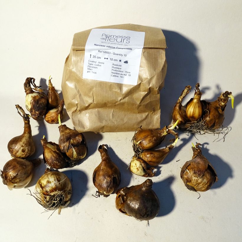 Ejemplo de ejemplar de Narciso odorus Campernelle Bulbo calibre 10+ tal y como se entrega