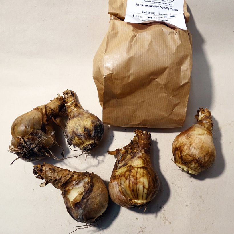 Ejemplo de ejemplar de Narciso Vanilla Peach Bulbo calibre 12+ tal y como se entrega