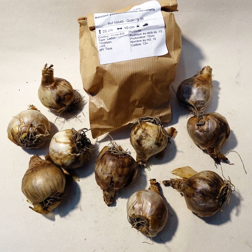 Ejemplo de ejemplar de Narcissus pseudonarcissus Obvallaris Bulbo calibre 12 tal y como se entrega