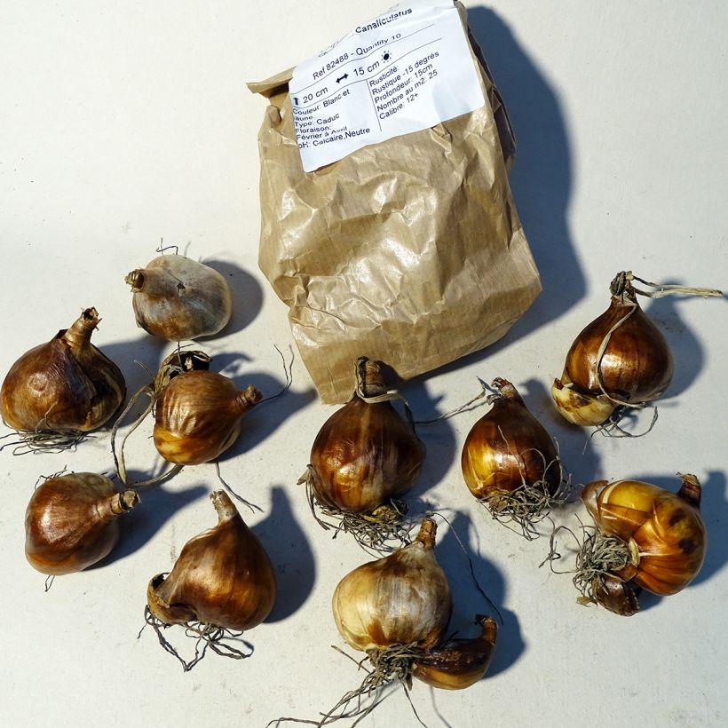 Ejemplo de ejemplar de Narciso tazetta Canaliculatus Bulbo calibre 10 tal y como se entrega