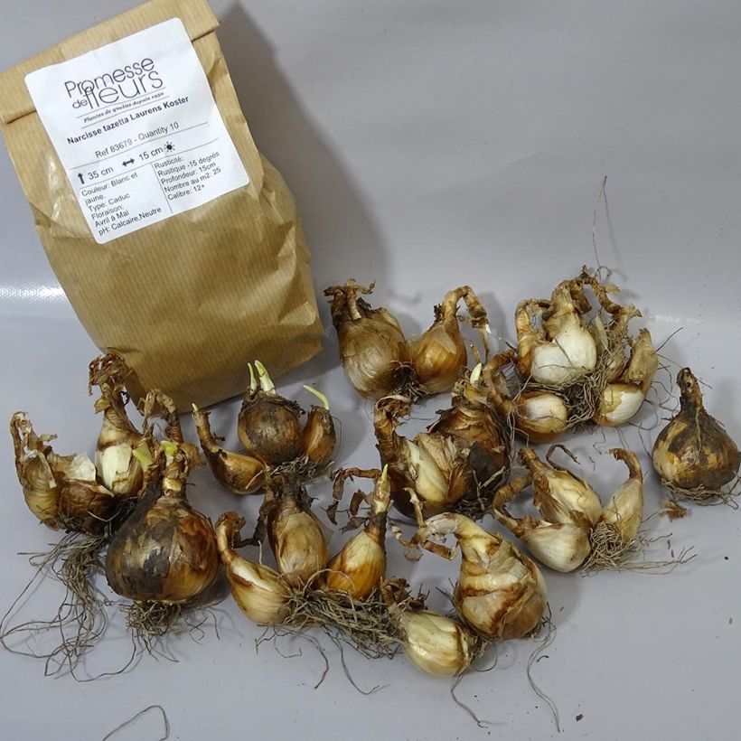 Ejemplo de ejemplar de Narciso tazetta Laurens Koster Bulbo calibre 12+ tal y como se entrega