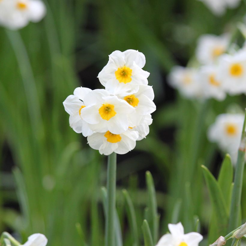 Narciso tazetta Laurens Koster (Floración)