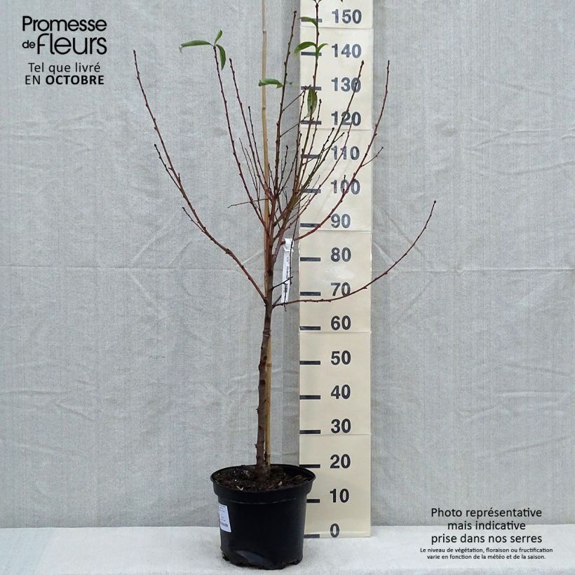 Ejemplar de Nectarina Fantasia Maceta 7,5L/10L, Copa entregado en otoño