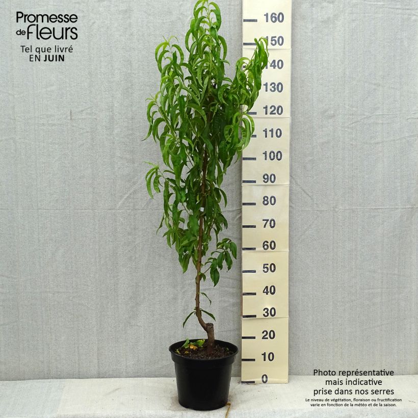 Ejemplar de Nectarina Fantasia Maceta 7,5L/10L, CopaAltura de entrega aprox. 140/160cm entregado en verano