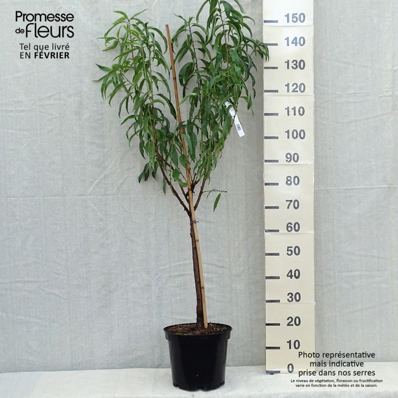 Ejemplar de Nectarina Morton Maceta 7,5L/10L, Copa entregado en otoño