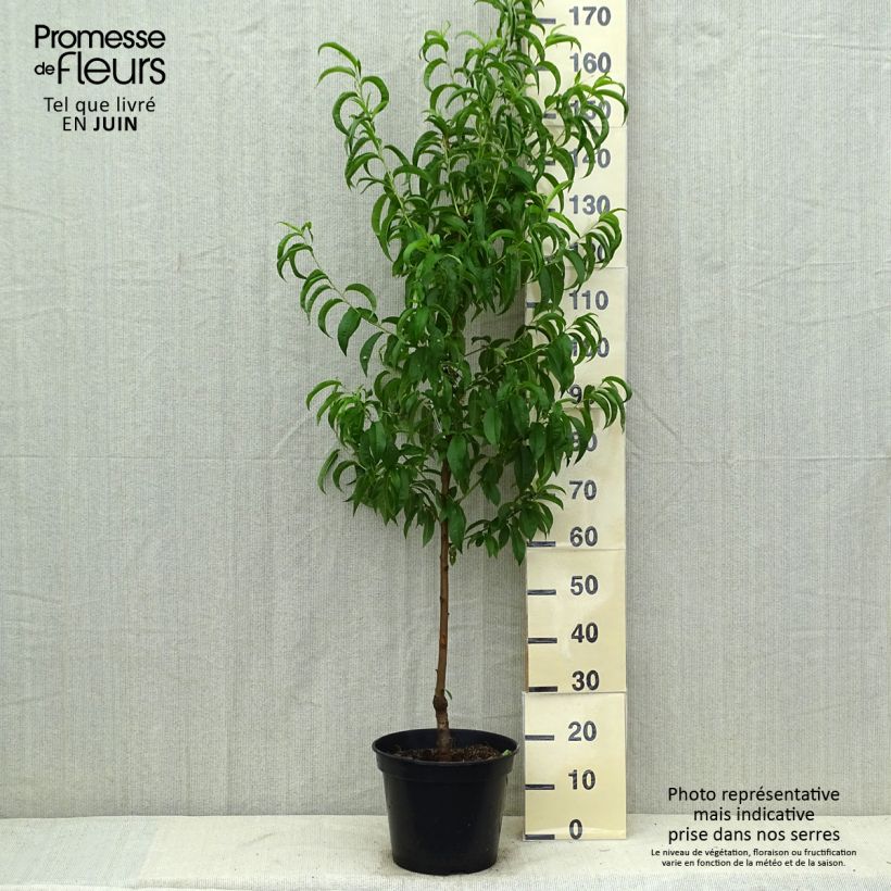 Ejemplar de Nectarina Nectarose Maceta 7,5L/10L, CopaAltura de entrega aprox. 125/150cm entregado en verano