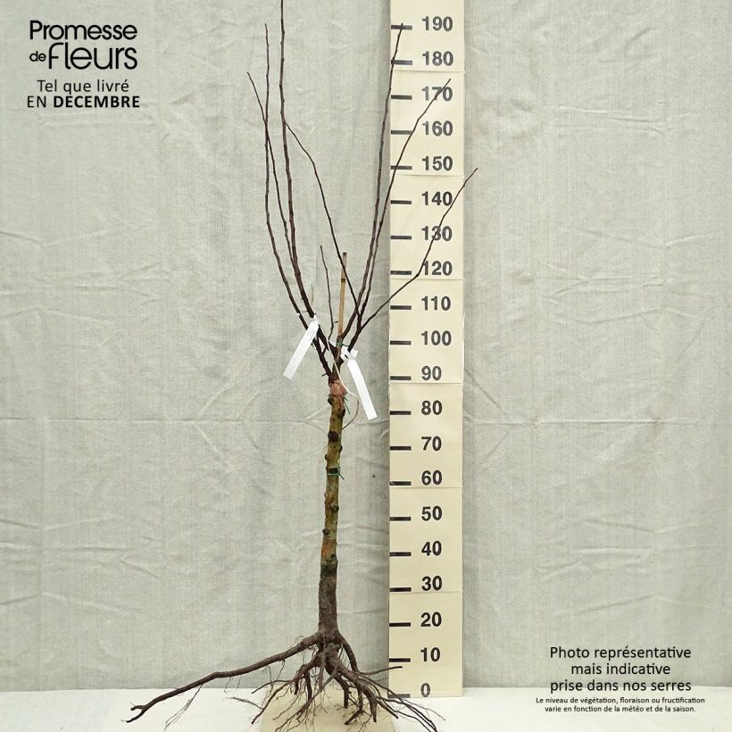 Níspola - Mespilus germanica Raíces desnudas Ejemplar entregado en invierno