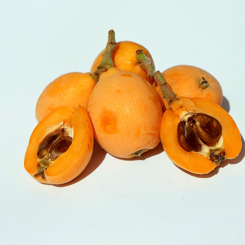 Níspero japonés Argelino - Eriobotrya japonica (Cosecha)