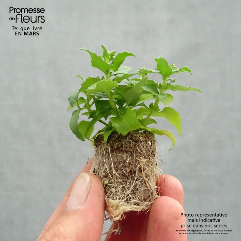 Nemesia Honey White minicepellón: Ø 1,5/2,5 cm Ejemplar entregado en la primavera