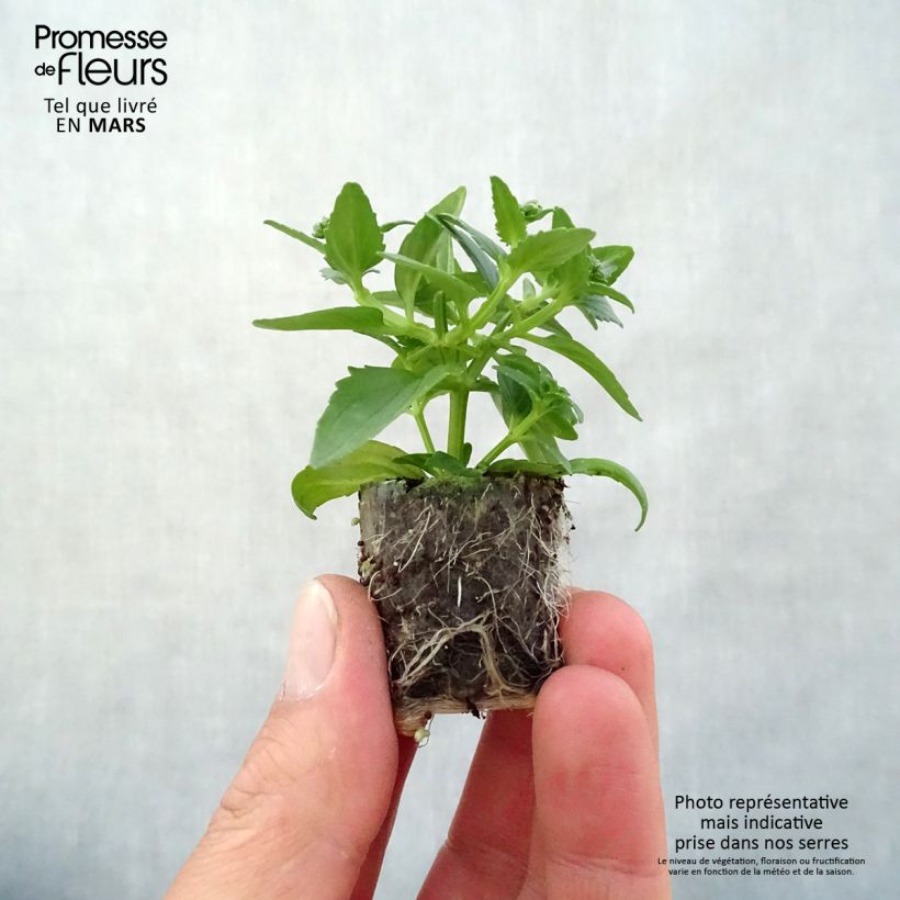 Nemesia Honey White minicepellón: Ø 3/4 cm Ejemplar entregado en la primavera