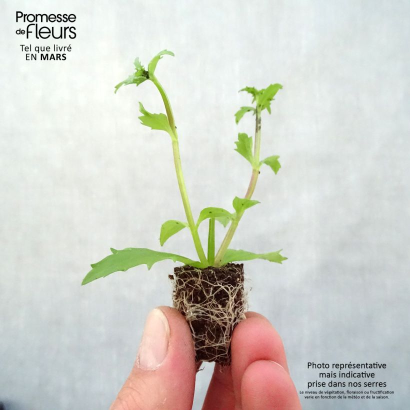 Nemesia strumosa Sunsatia Plus Lychee minicepellón: Ø 3/4 cm Ejemplar entregado en la primavera