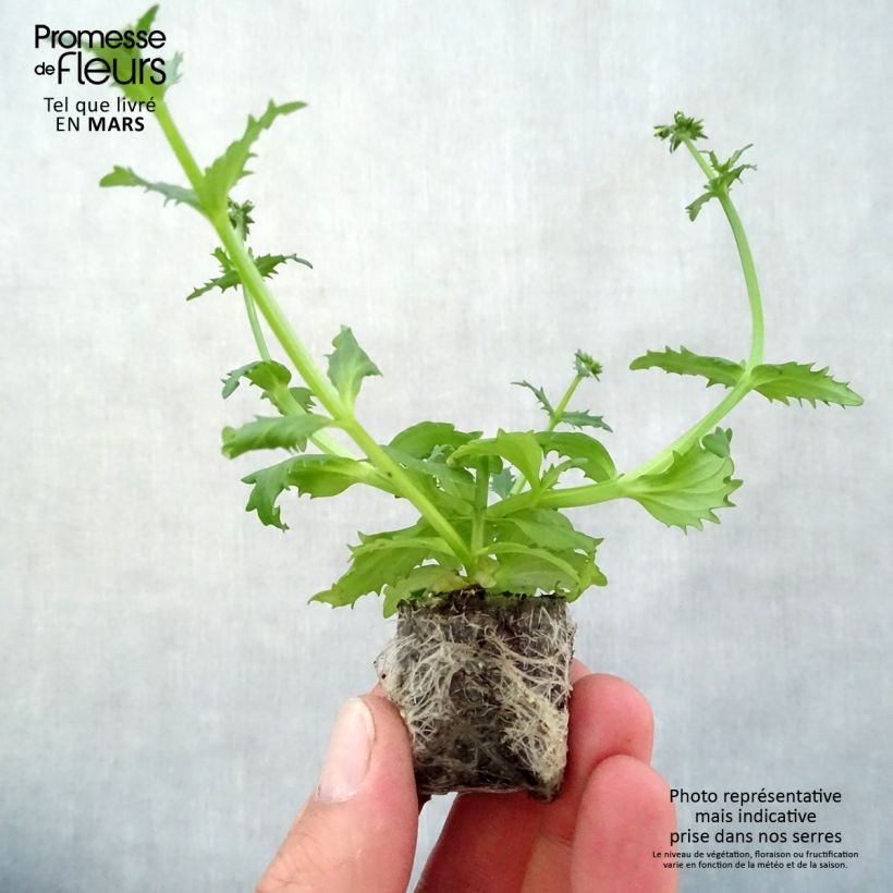 Nemesia strumosa Sunsatia Plus Pomelo minicepellón: Ø 3/4 cm Ejemplar entregado en la primavera