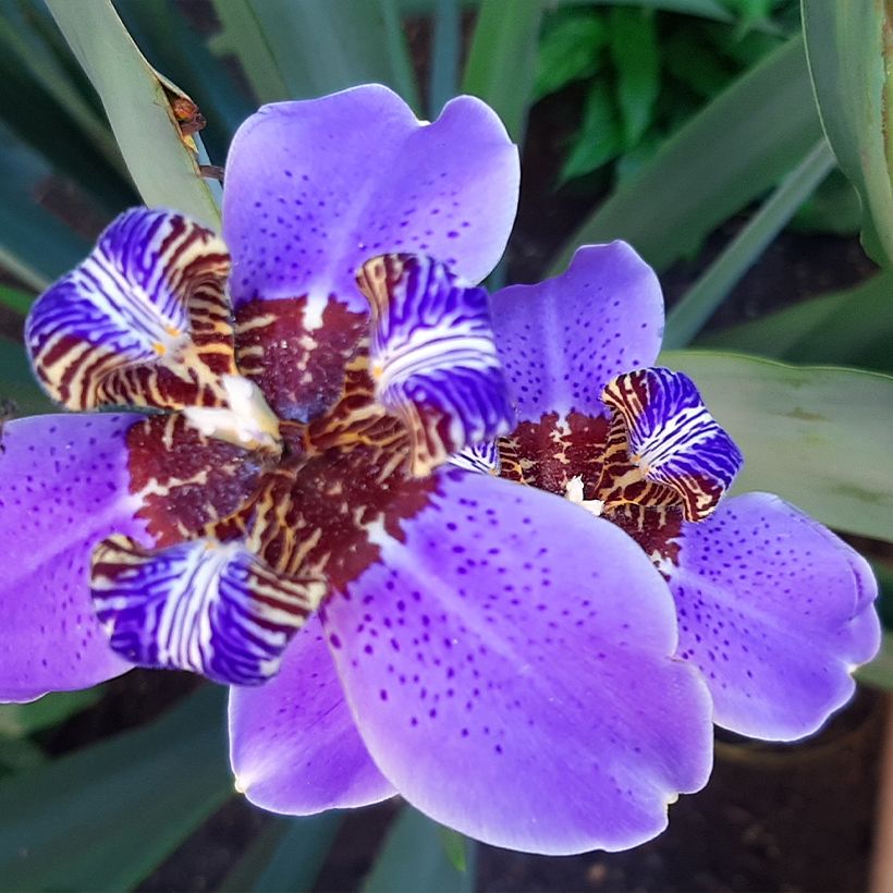 Neomarica caerulea Sky Blue (Floración)