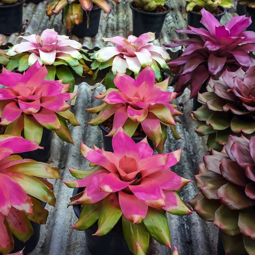 Neoregelia Medusa (Porte)