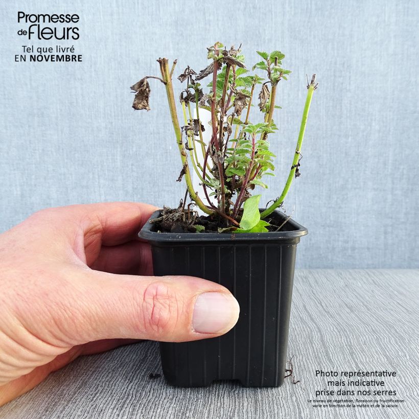 Ejemplar de Nepeta faassenii Purrsian Blue Maceta de 8/9 cm entregado en otoño