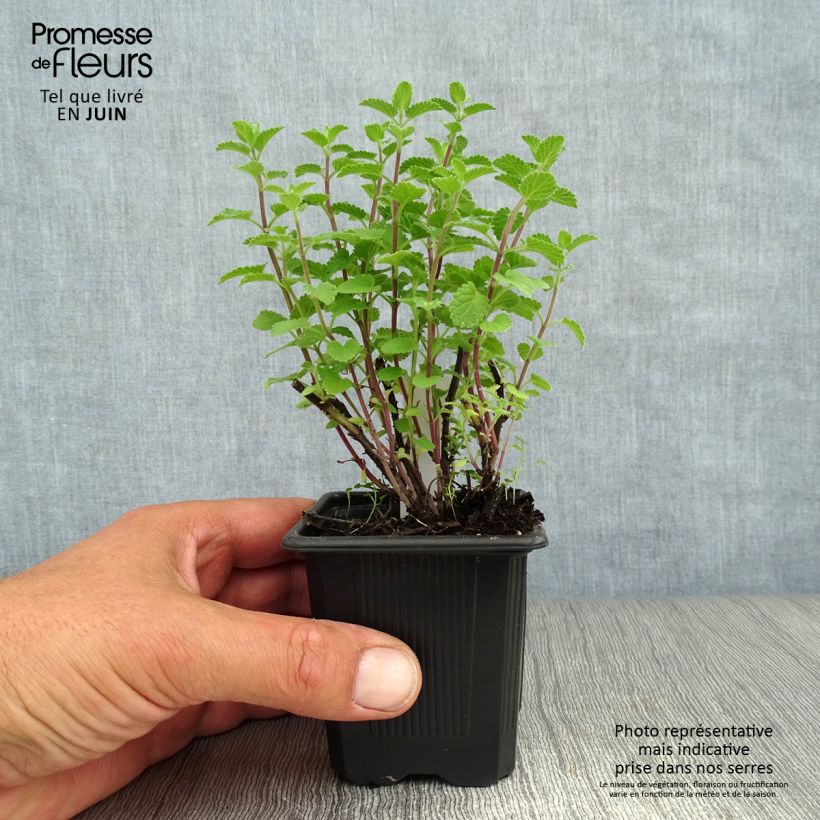 Ejemplar de Nepeta faassenii Purrsian Blue Maceta de 8/9 cm entregado en verano