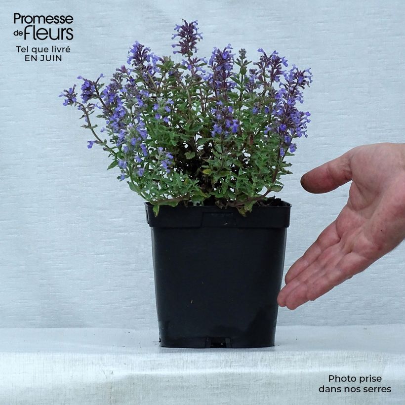 Ejemplar de Nepeta faassenii Purrsian Blue Maceta 2L/3L entregado en verano