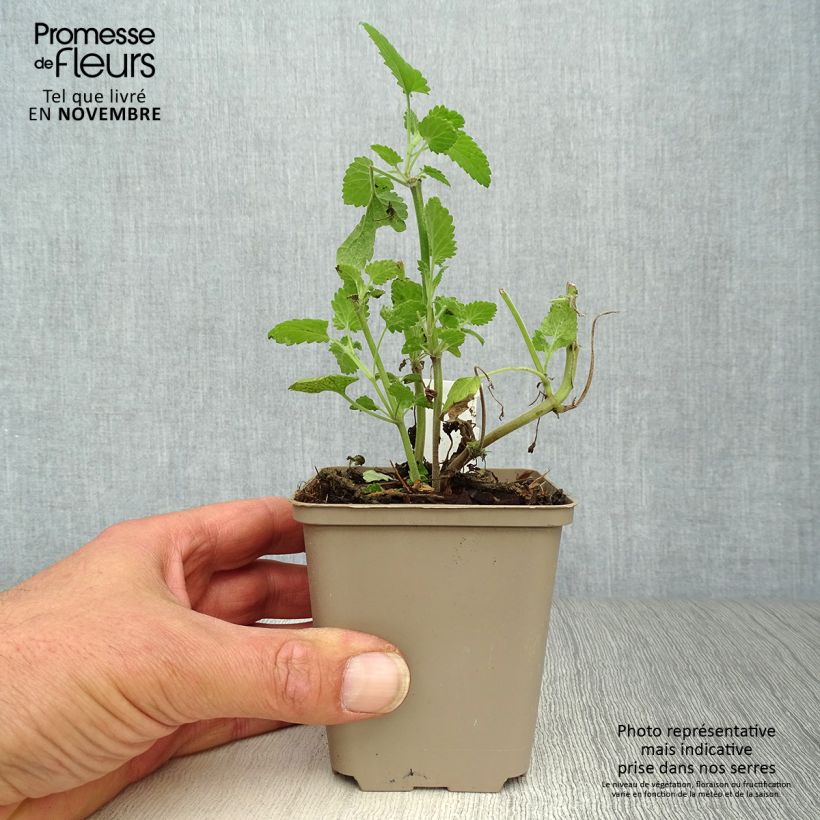 Ejemplar de Nepeta cataria Citriodora - Menta del Gato de Limón Maceta de 8/9 cm entregado en otoño