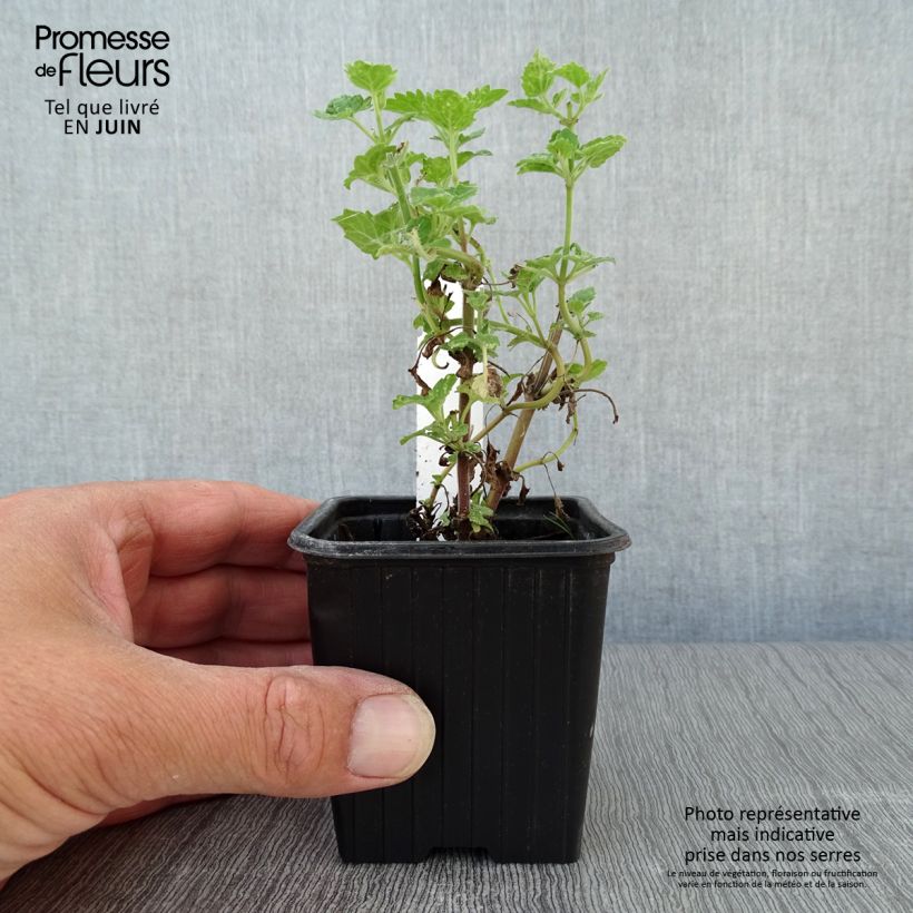 Ejemplar de Nepeta cataria Citriodora - Menta del Gato de Limón Maceta de 8/9 cm entregado en verano