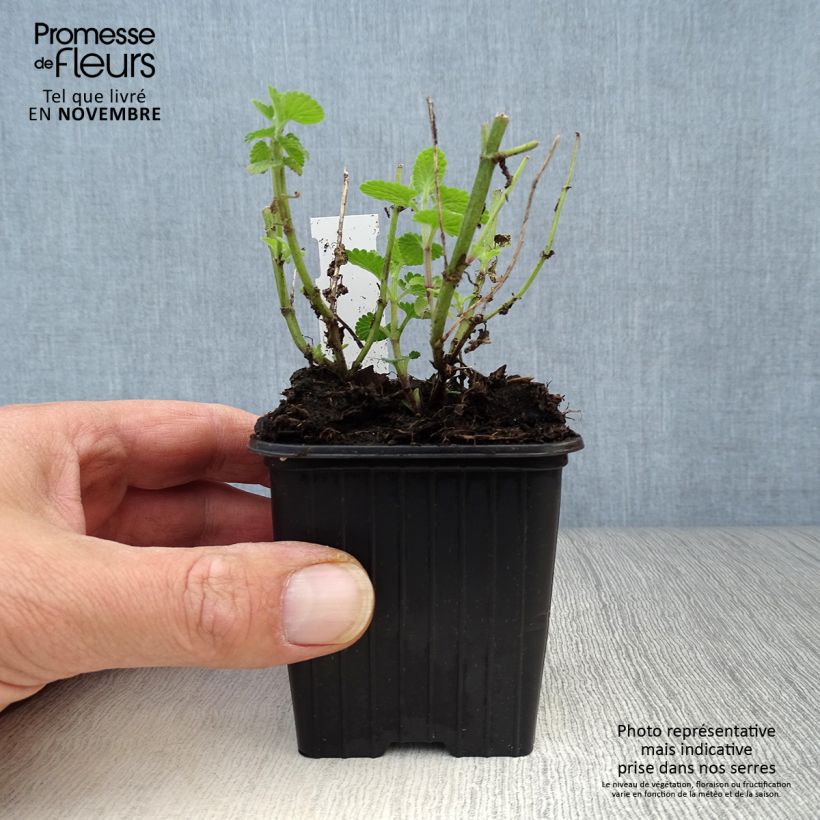 Ejemplar de Nepeta faassenii Cat's Pajamas Maceta de 8/9 cm entregado en otoño