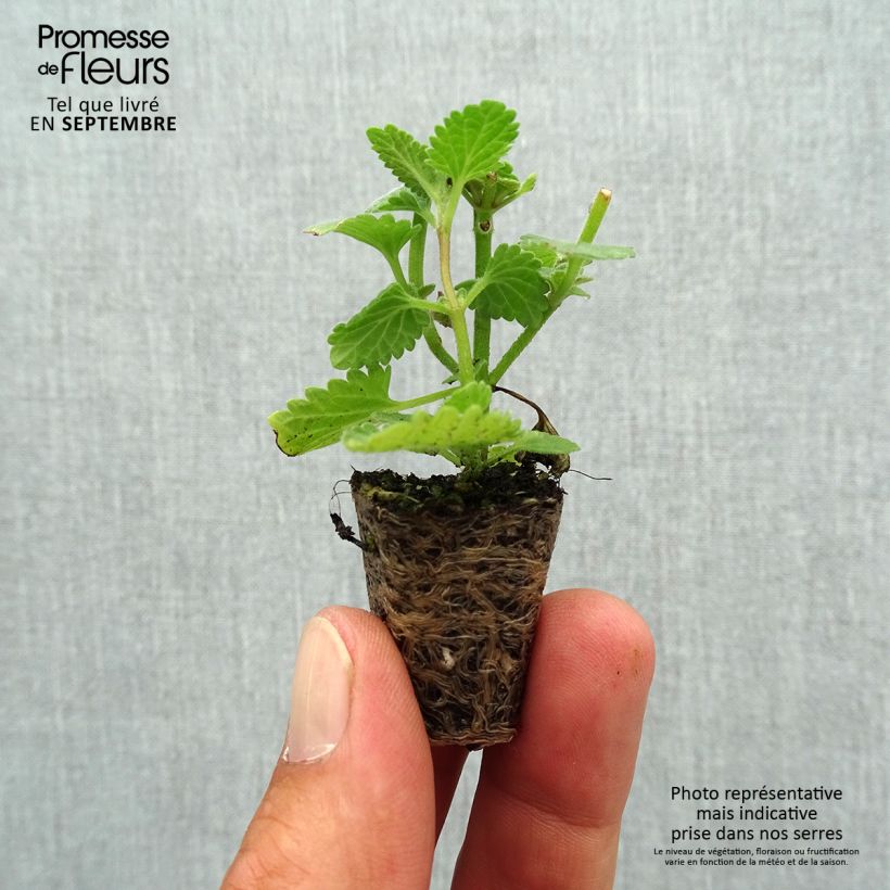 Ejemplar de Nepeta faassenii Six Hill s Giant minicepellón: Ø 1,5/2,5 cm entregado en otoño