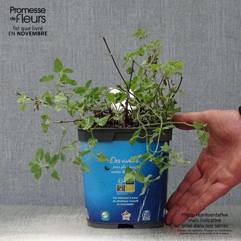 Ejemplar de Nepeta faassenii Six Hill s Giant Maceta 2L/3L entregado en otoño