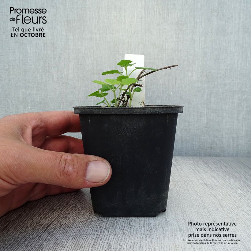 Ejemplar de Nepeta govaniana Maceta de 8/9 cm entregado en otoño