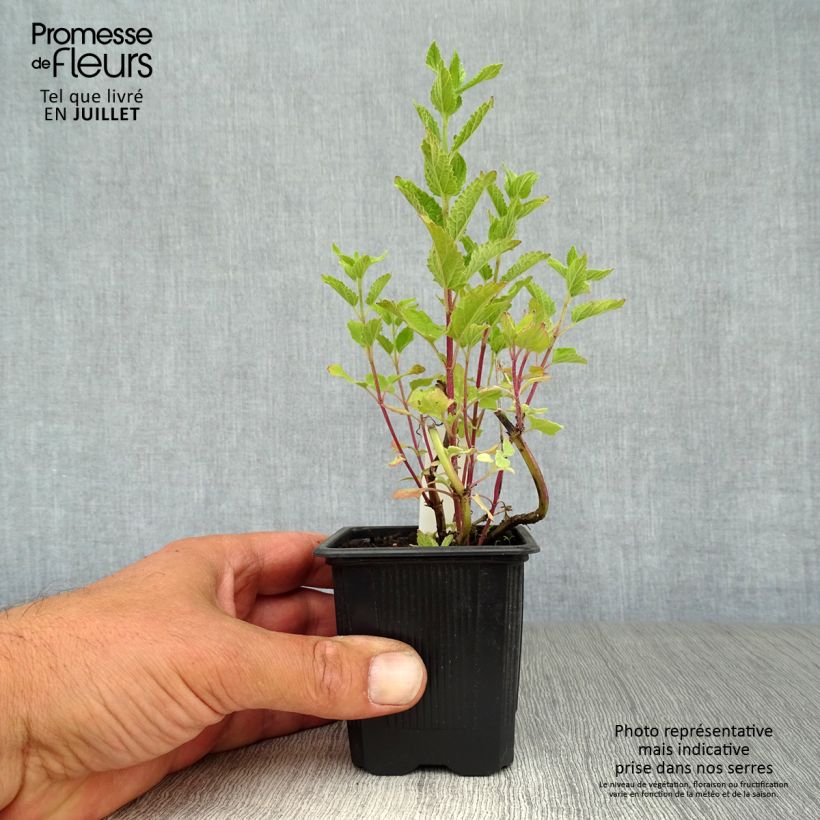 Ejemplar de Nepeta grandiflora Dawn to Dusk Godet de 9cm entregado en verano