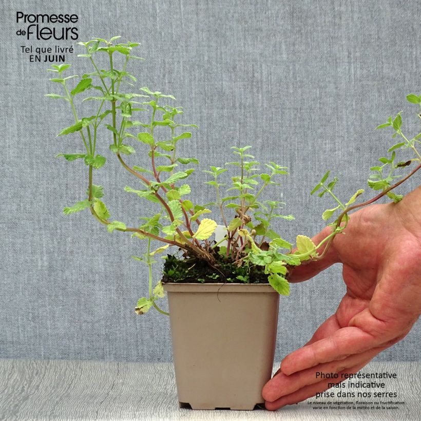 Ejemplar de Nepeta grandiflora Summer Magic Godet de 9cm entregado en verano