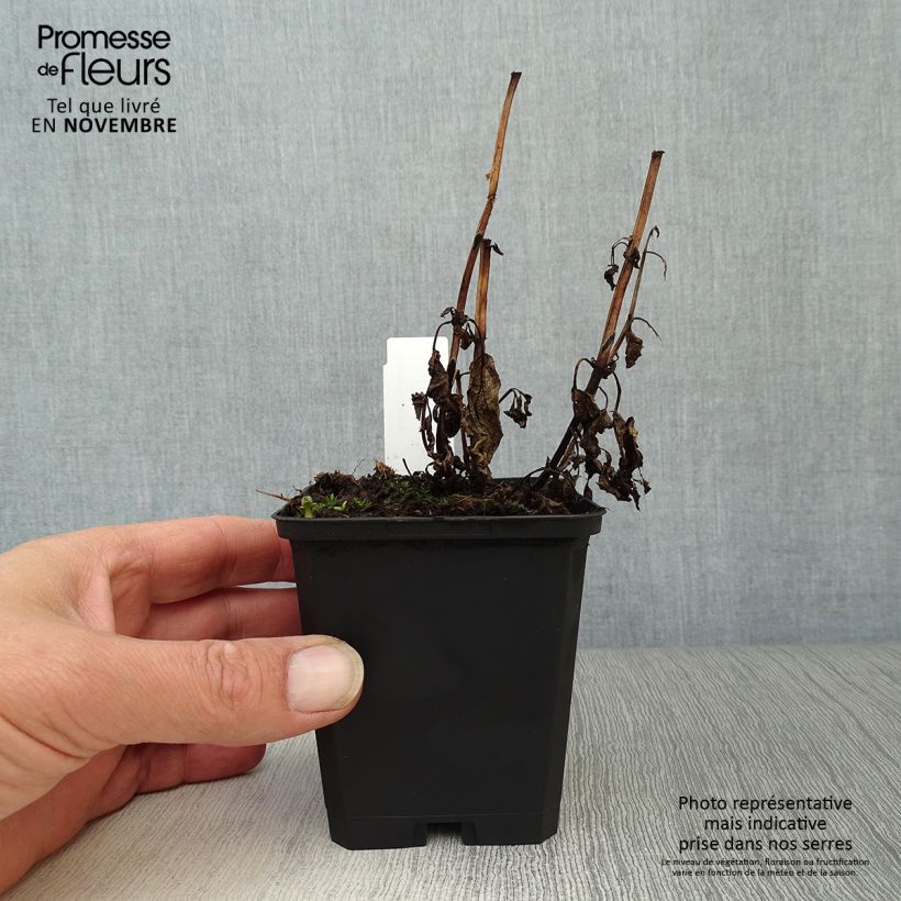 Ejemplar de Nepeta kubanica - Menta de gato Maceta de 8/9 cm entregado en otoño
