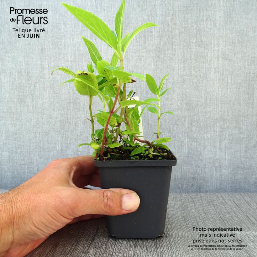 Ejemplar de Nepeta kubanica - Menta de gato Maceta de 8/9 cm entregado en verano