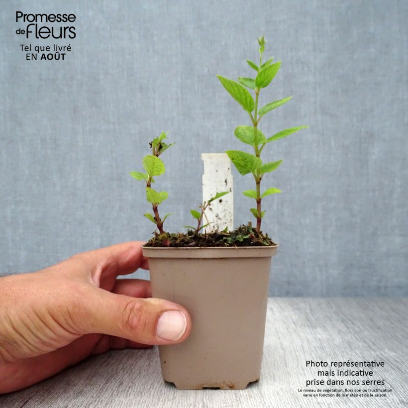 Ejemplar de Nepeta manchuriensis Manchu Blue Godet de 9cm entregado en verano