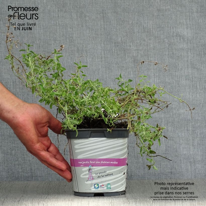 Ejemplar de Nepeta mussinii (racemosa) - Chataire en pot de 2/3 litres entregado en verano