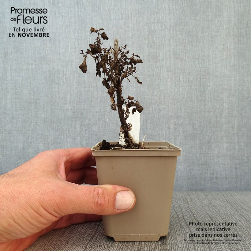 Ejemplar de Nepeta nervosa Neptune Maceta de 8/9 cm entregado en otoño