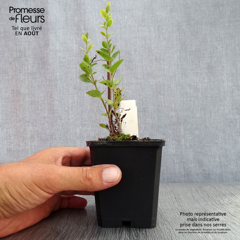 Ejemplar de Nepeta nuda Purple Cat Maceta de 8/9 cm entregado en verano