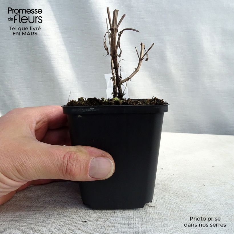 Nepeta nuda Purple Cat - Chataire Godet de 9cm Ejemplar entregado en la primavera