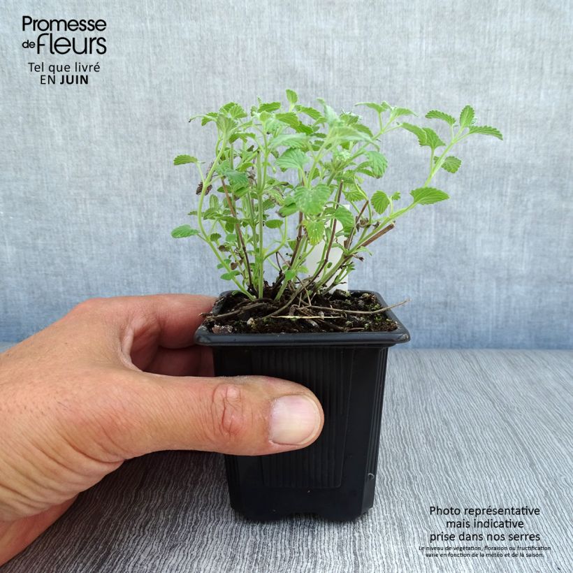 Ejemplar de Nepeta racemosa Snowflake - Chataire à fleurs blanches Godet de 9cm entregado en verano