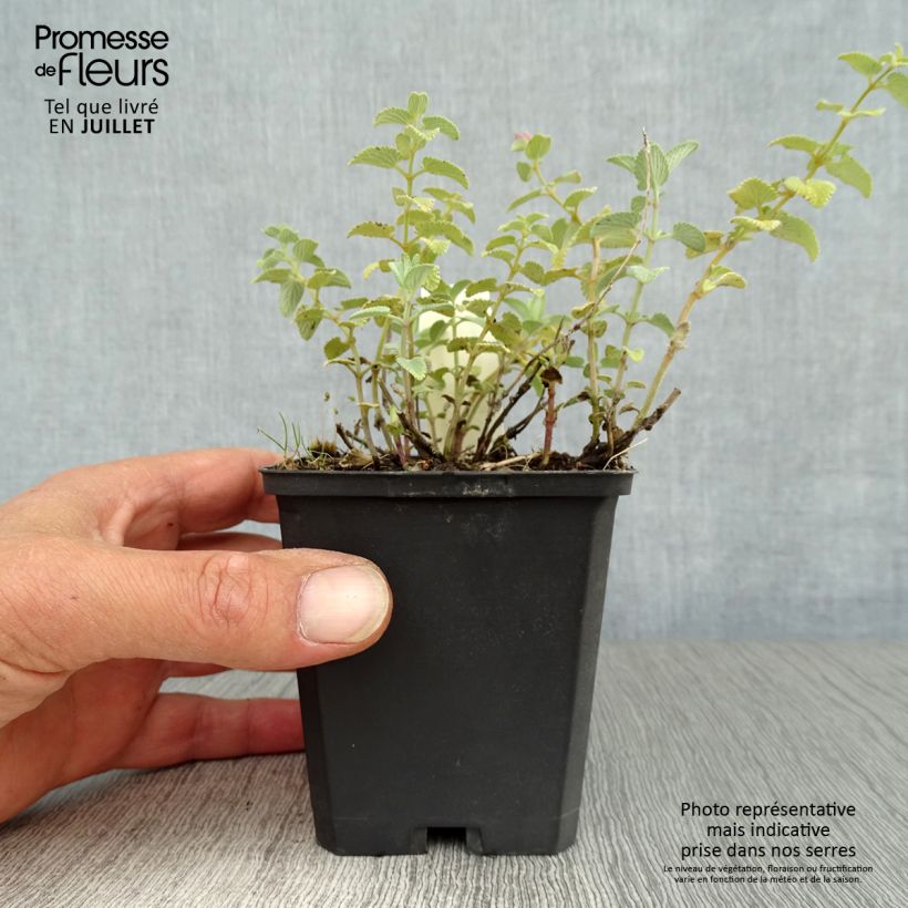 Ejemplar de Nepeta racemosa Superba - Chataire Godet de 9cm entregado en verano