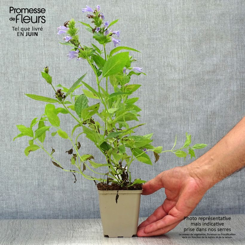 Ejemplar de Nepeta subsessilis Maceta de 8/9 cm entregado en verano